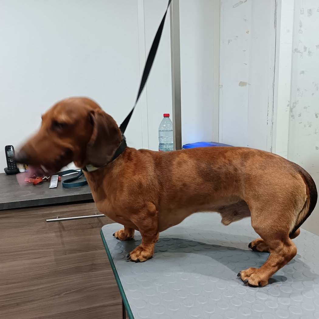 O Bonheur Des Chiens 3